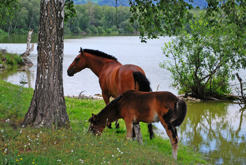 Horse and foal on coast of the river
