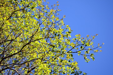 tree