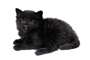 Black Kitten