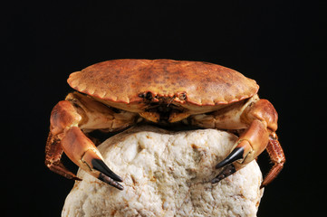 European crab, Cancer pagurus