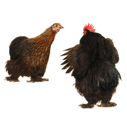 cock and  hen