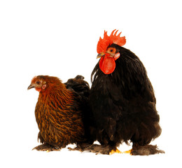 cock and  hen