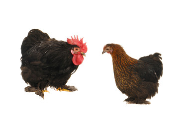 cock and  hen