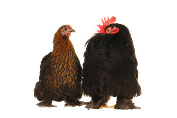 cock and  hen