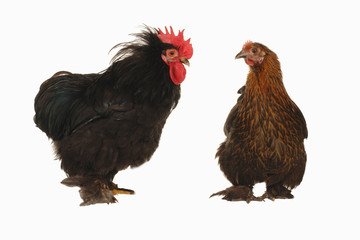 cock and  hen