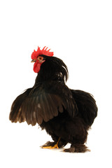 black cock