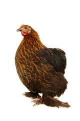 black hen