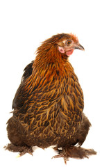 black hen