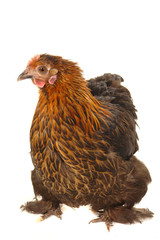 black hen