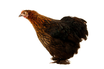 black hen