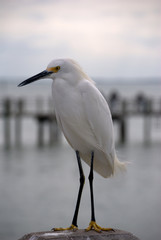 Snowy Egret