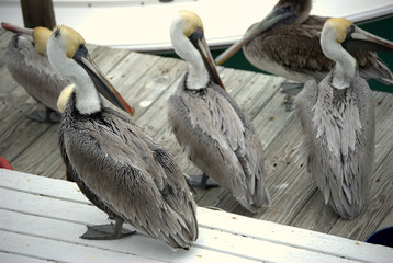 Pelicans