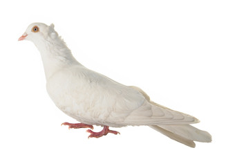 dove