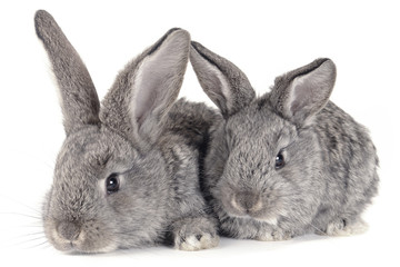 grey  rabbit