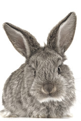 grey  rabbit
