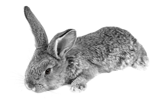 grey  rabbit