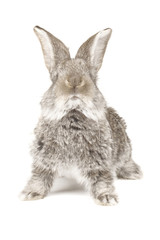 Obraz premium grey rabbit