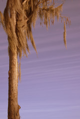 Mossy Cypress Tree