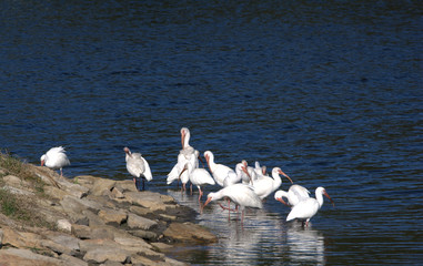 White Ibis