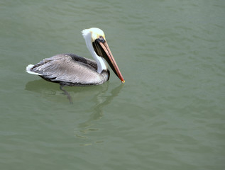 Pelican