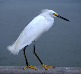 Snowy Egret