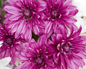 chrysanthemums closeup, natural background