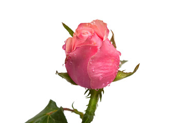 rose on a white background
