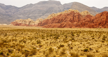 Green Scrub in Desert and Red Rocks