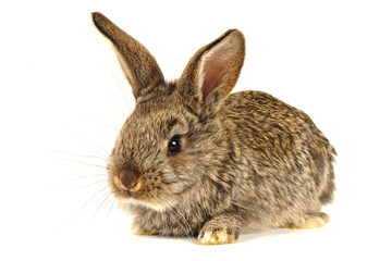 Fototapeta premium brown rabbit