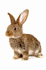 brown  rabbit