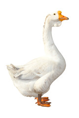 goose