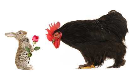 cock brown rabbit