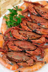 velvet swimming crab, necora