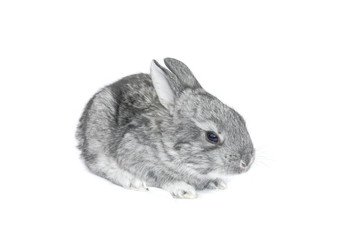 grey small  rabbit