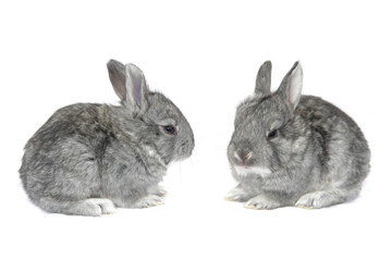 Obraz premium grey small rabbit
