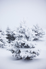 Fototapeta premium winter trees