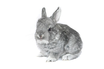 grey small  rabbit