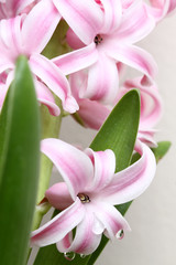 Spring flowers background