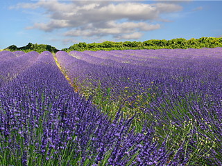 Lavendelfeld in der Provence