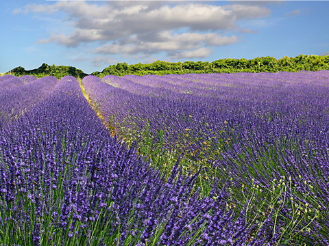 Lavendelfeld in der Provence