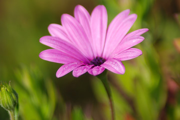 Obraz premium MARGARITA FUCSIA SOBRE FONDO VERDE