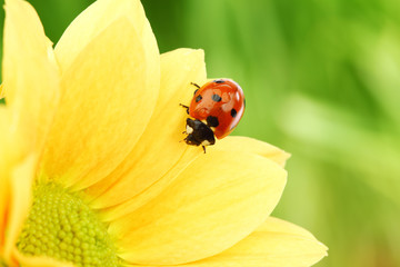 ladybug on yellow flower