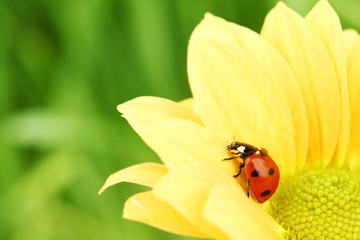 ladybug on yellow flower