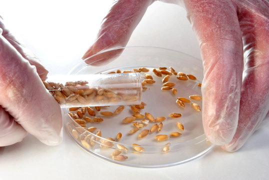 Triticale ist eine Kreuzung aus Roggen und Weizen