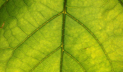 HOJA VERDE MACRO, DETALLE