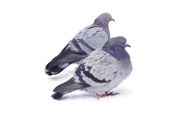 pigeons