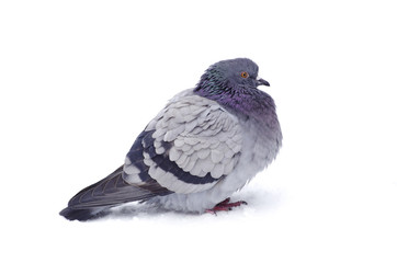 pigeon