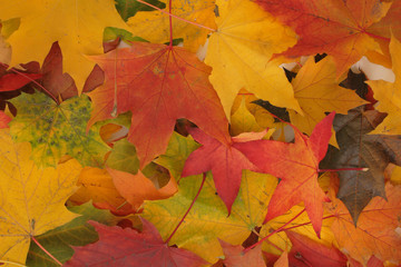 autumn leaves