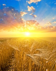 sunset on a wheat field © Yuriy Kulik