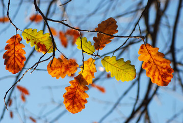 HOJAS DE ROBLE, QUERCUS ROBUR